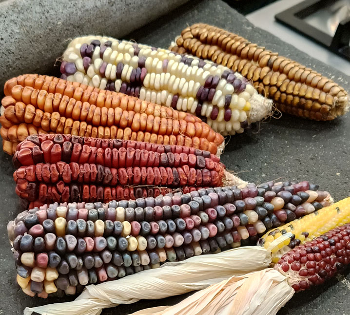 cornclassthumb